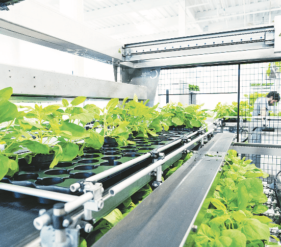 Vacuna vegetal: 600 cordobeses ya se sumaron a la investigación