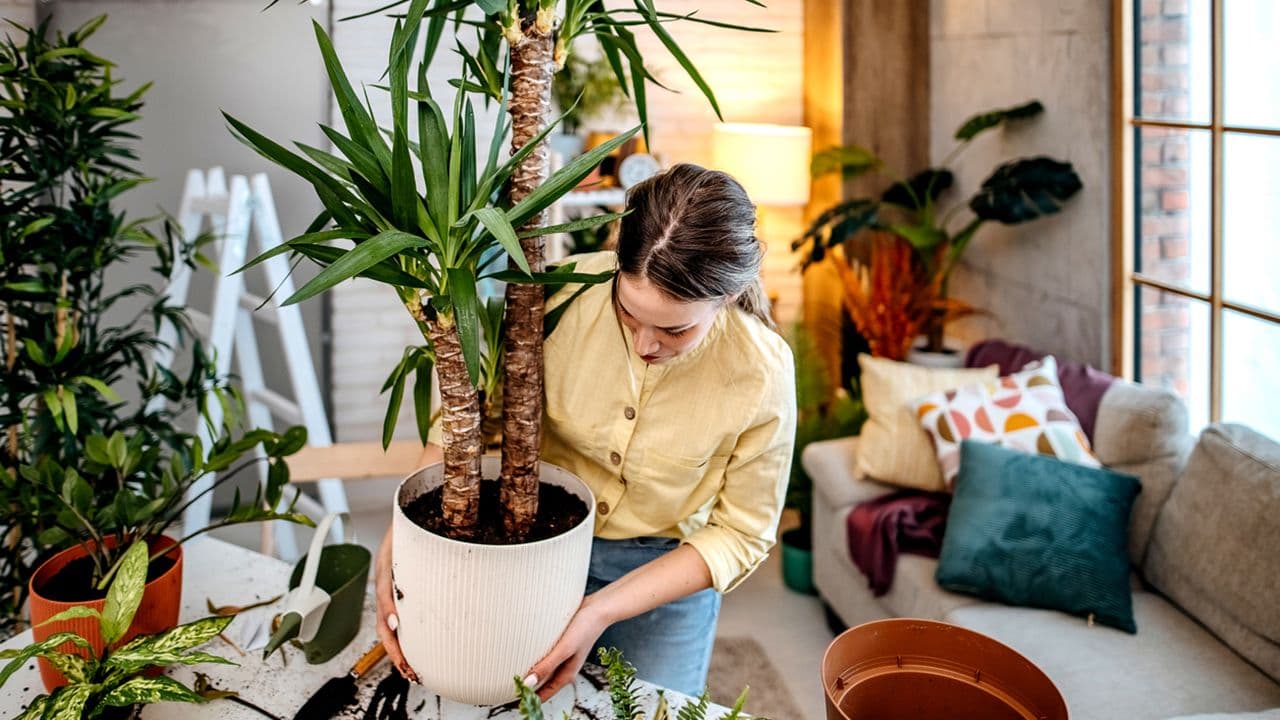 5 consejos para cuidar tus plantas de interior en invierno