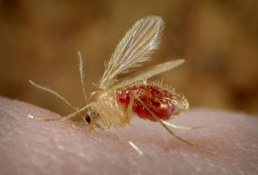 Leishmaniasis visceral: Todo lo que tenés que saber