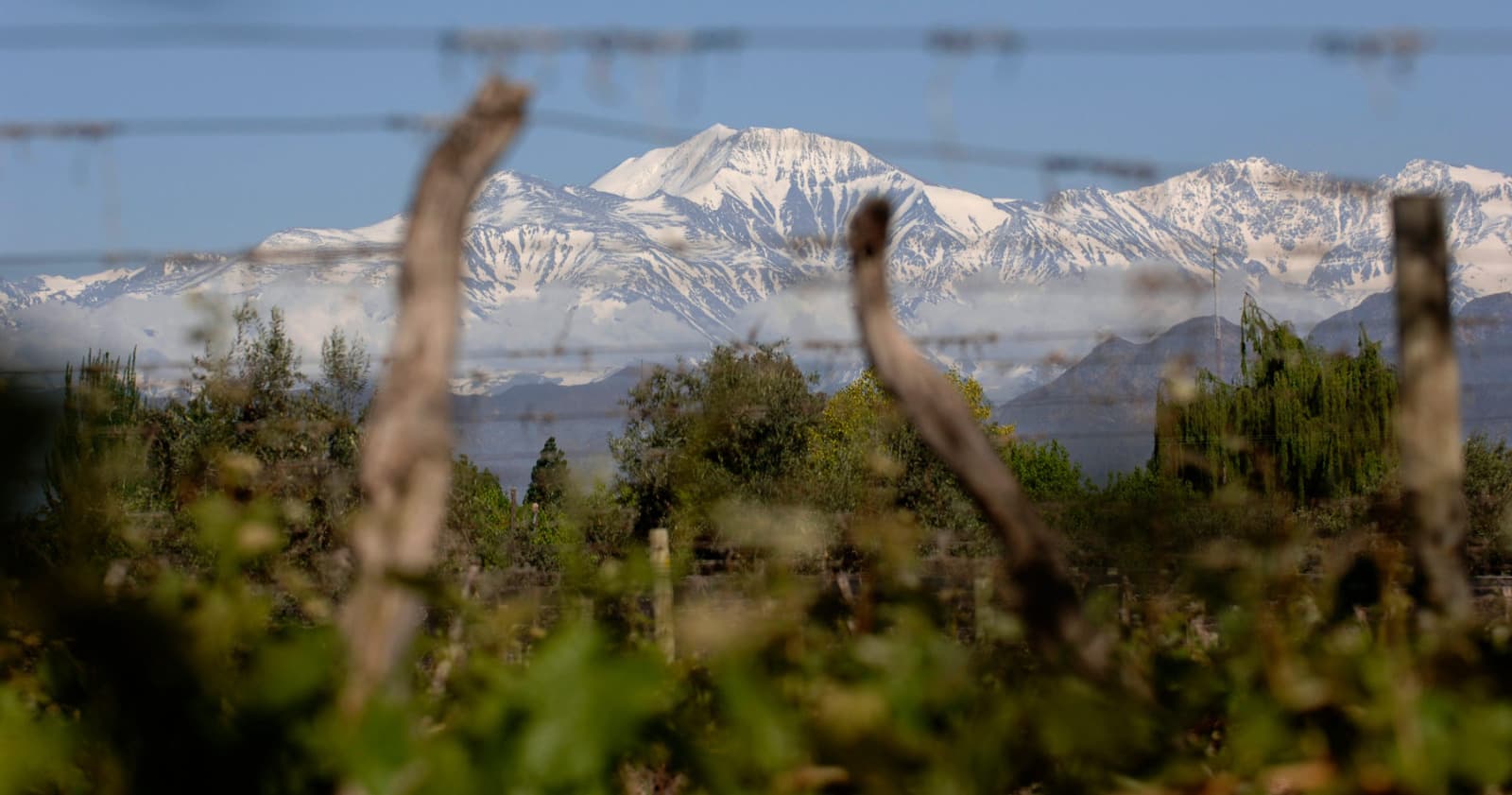 La D.O.C. Luján de Cuyo reafirma su liderazgo y crece con nuevas bodegas, más hectáreas y avances técnicos