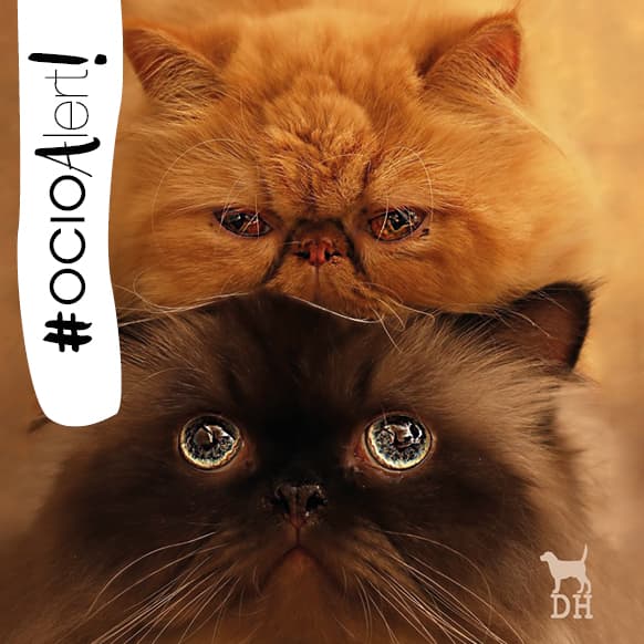 #OCIOALERT – DOG HOME Estudio de fotografía PARA MASCOTAS