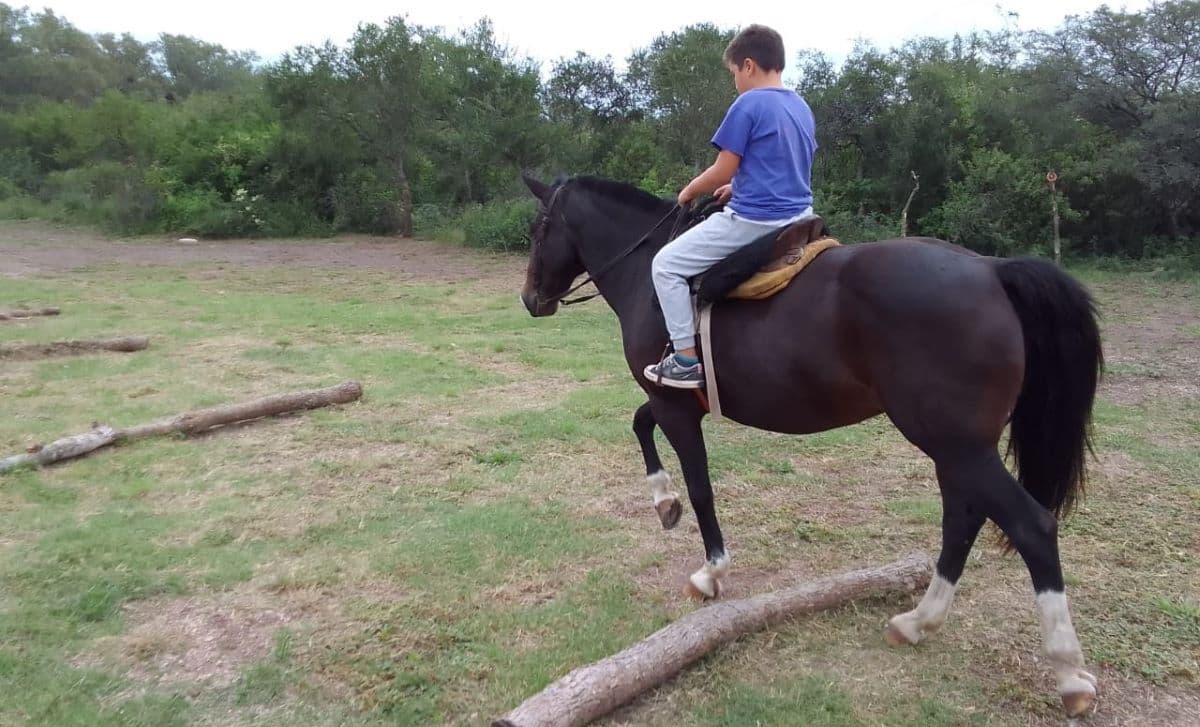 Por demoras en las aprobaciones, peligra programa de terapia equina en Embalse