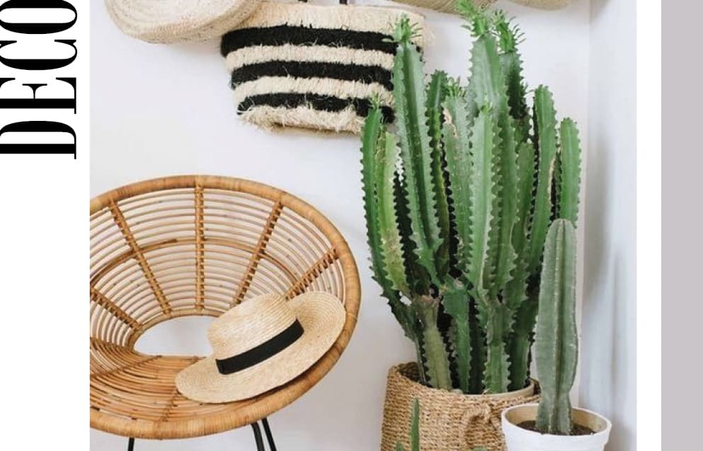 #DECOTENDENCIA – CACTUS