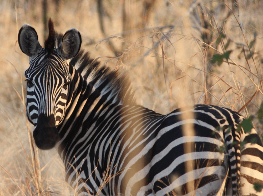 TURISMO – La historia detrás de una foto en Tanzania