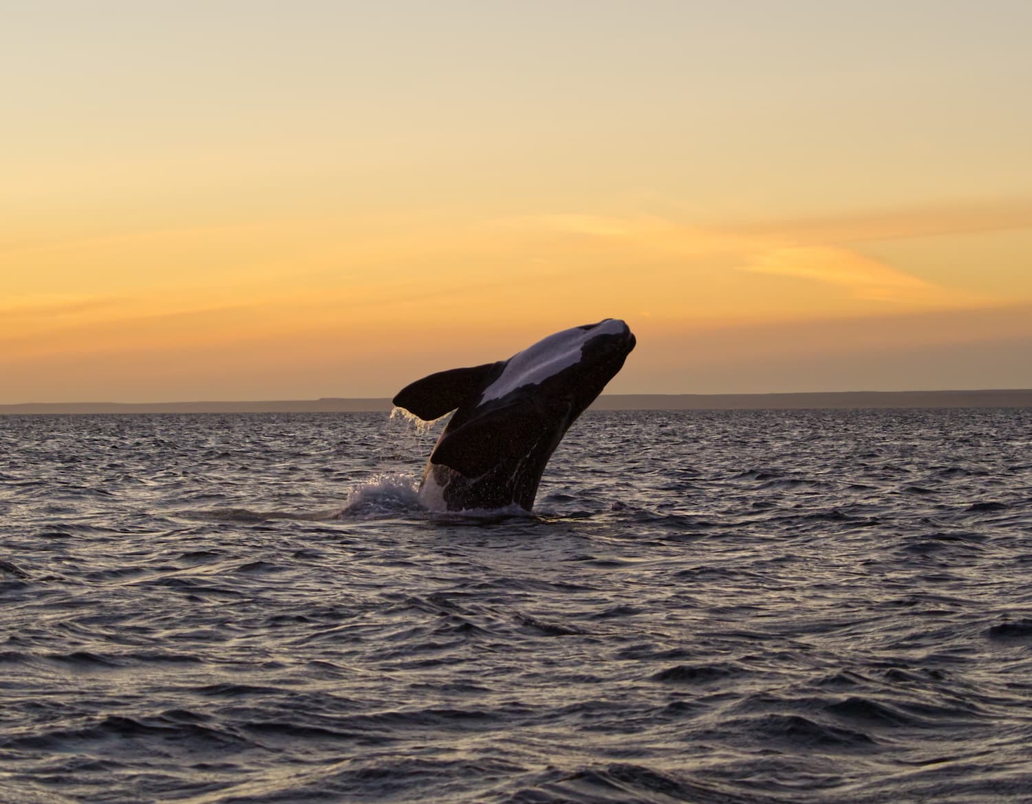 Corona y su campaña ‘Viajes con conexión’